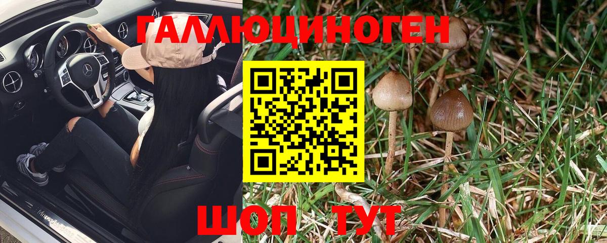 Псилоцибиновые грибы Psilocybe Железноводск